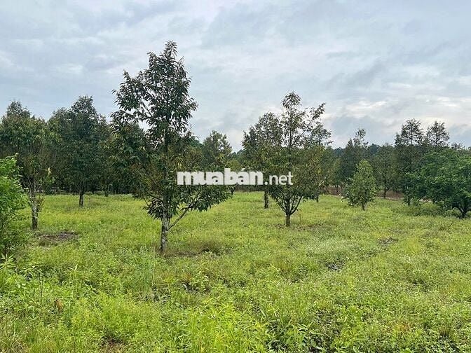 Bán Ngộp Nhà Cấp 4 và Vườn Cây ăn trái, diện tích 1000m2_Giá 550 triệu