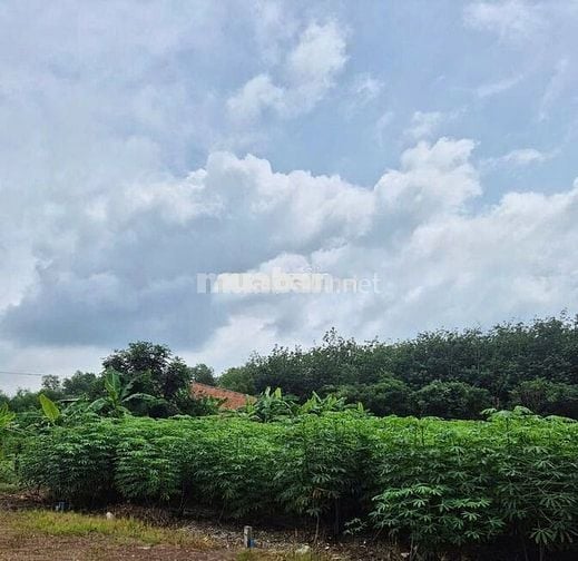 Bán Đất Ngay Trung Tâm UBND Xã Phước Thành , Mặt Tiền Đường DH508