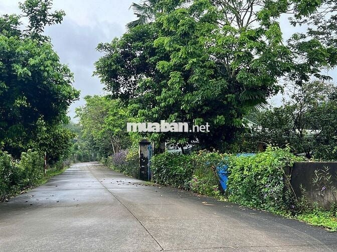 Bán Đất Gần Chợ, Diện tích 1000m2 Đất Vườn Có Thổ 200m2, Giá 490 triệu