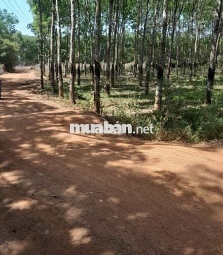 Ngộp bank sang gấp lô đất vườn >1000m2 giá rẻ, công chứng ngay