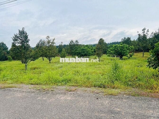 Bán Ngộp Nhà Cấp 4 và Vườn Cây ăn trái, diện tích 1000m2_Giá 550 triệu