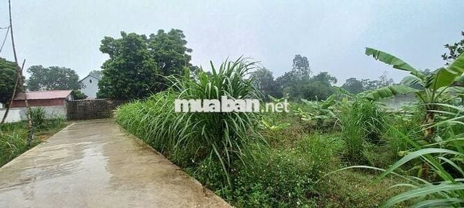 💥SIÊU PHẨM 80M² ĐỒNG CHẦM – TIÊN DƯỢC – NGÕ Ô TÔ – GIÁ CHỈ  2,1TỶ💥