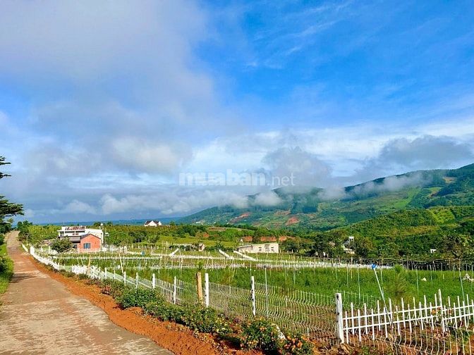 Đất Ven Đà Lạt Giá Chỉ 620 Triệu, SHR, View đồi Thông Mát Mẻ
