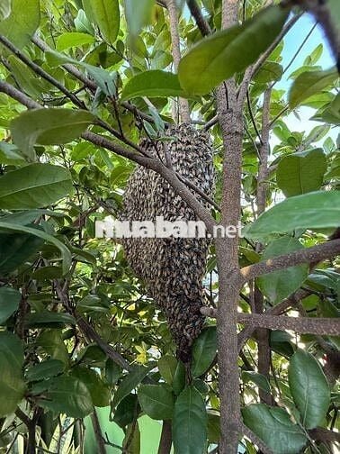 CƯ XÁ NGUYỄN TRUNG TRỰC Q10(3/2-THÀNH THÁI)-HẺM ÔTÔ THÔNG-5TẦNG BTCT