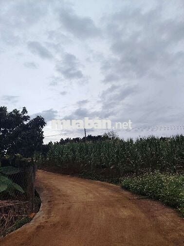 Đất trong khu dân cư cách nhựa 500m