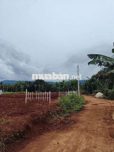 Đất trong khu dân cư cách nhựa 500m