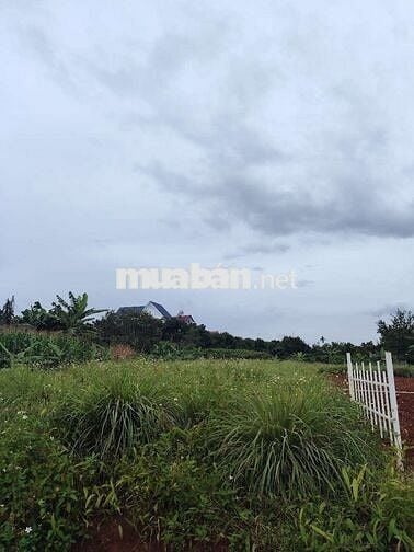 Đất trong khu dân cư cách nhựa 500m