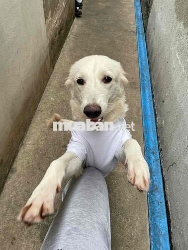 cho thuê nhà thủ đức giá siêu rẻ