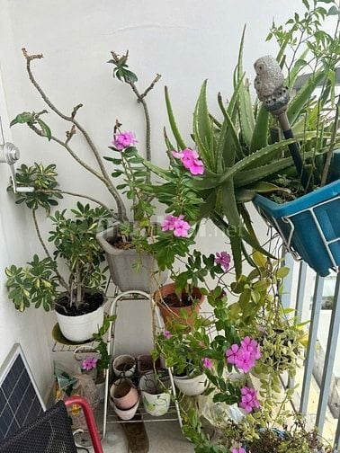 C/c Screc, Q3, Trường Sa, 78m2, 2PN, Tolet, Nội thất đủ, 13tr/th.