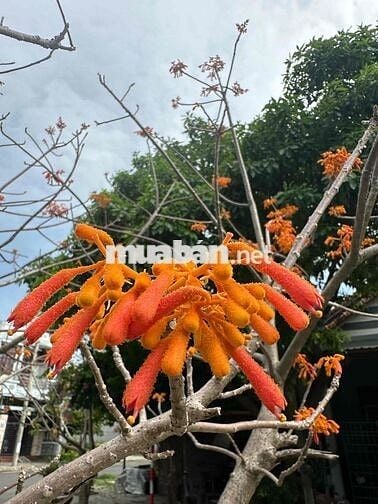 Nhà ở kết hợp căn hộ cho thuê,2MT trước và sau rất thuận tiện