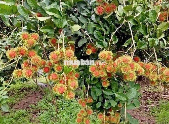 Nhà Vườn Chơn Thành - Giá ngộp chỉ 3.2.0