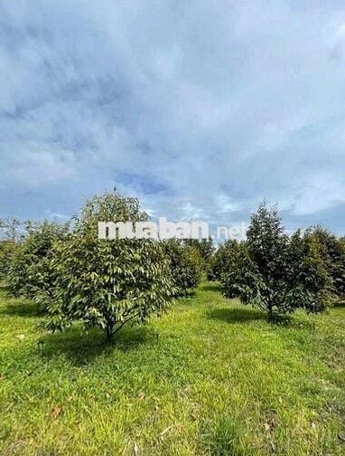 BÁN GẤP ĐẤT NGỘP - GIÁ RẺ - SINH LỜI CAO