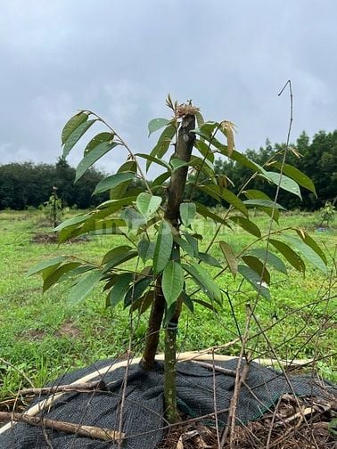  Bán đất song hành Cao tốc, x.Long An, Long Thành: 46.293m2, giá 108tỷ