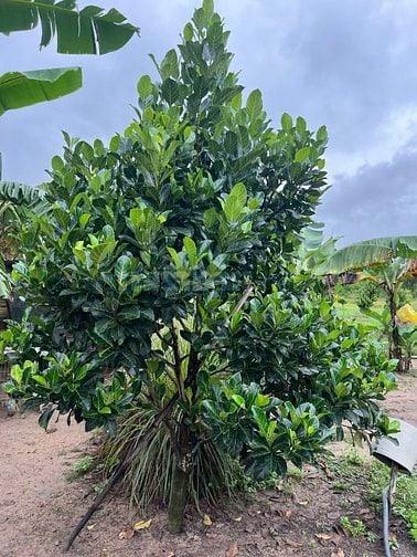  Bán đất song hành Cao tốc, x.Long An, Long Thành: 46.293m2, giá 108tỷ