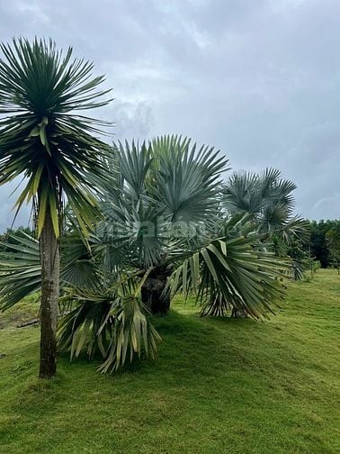  Bán đất song hành Cao tốc, x.Long An, Long Thành: 46.293m2, giá 108tỷ