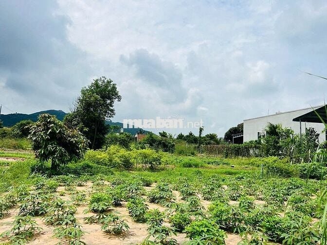 NGỘP BANK *** LÔ 500M2 ngang 15m THỊ TRẤN PHƯỚC HẢI- BRVT