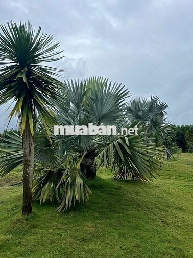 BÁN LÔ ĐẤT 46923,5 đường nhựa song hành, cao tốc long thành dầu dây