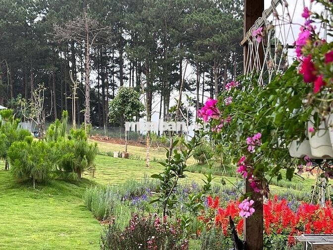 Bán lỗ nhanh lô đất 2946m2 giá 688 Triệu view săn mây Phường 11 Đà Lạt