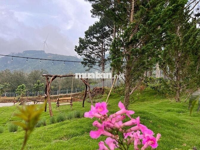 Bán lỗ nhanh lô đất 2946m2 giá 688 Triệu view săn mây Phường 11 Đà Lạt