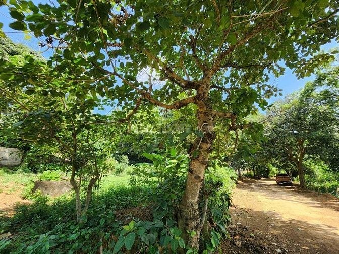 1000m vuông vắn view hồ đẹp khỏi chê Lạc Sơn Hòa Bình giá rẻ chính chủ