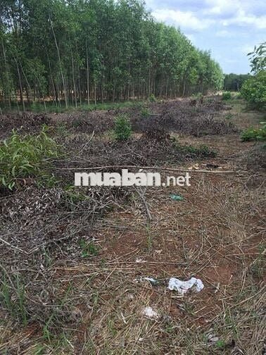 CHÍNH CHỦ BÁN GẤP–ĐẤT MẶT TIỀN ĐƯỜNG NHỰA X.PHƯỚC THÁI–LONG THÀNH- ĐN