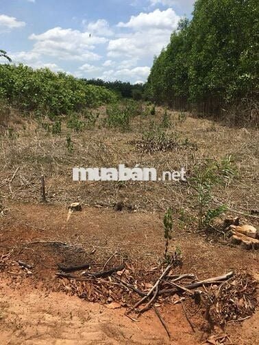 CHÍNH CHỦ BÁN GẤP–ĐẤT MẶT TIỀN ĐƯỜNG NHỰA X.PHƯỚC THÁI–LONG THÀNH- ĐN