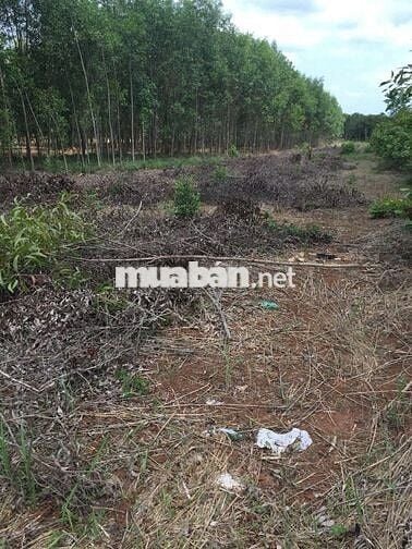 CHÍNH CHỦ BÁN GẤP–ĐẤT MẶT TIỀN ĐƯỜNG NHỰA X.PHƯỚC THÁI–LONG THÀNH- ĐN