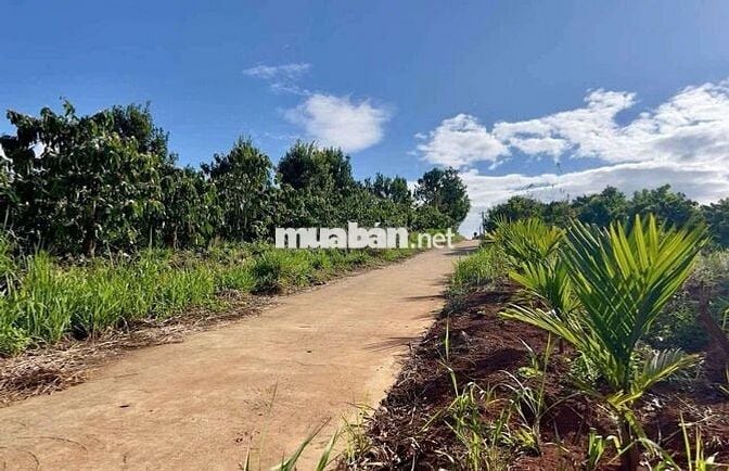 Chủ kẹt tiền cần bán mảnh đất view sông đẹp xã Tân Nghĩa, Lâm Đồng.