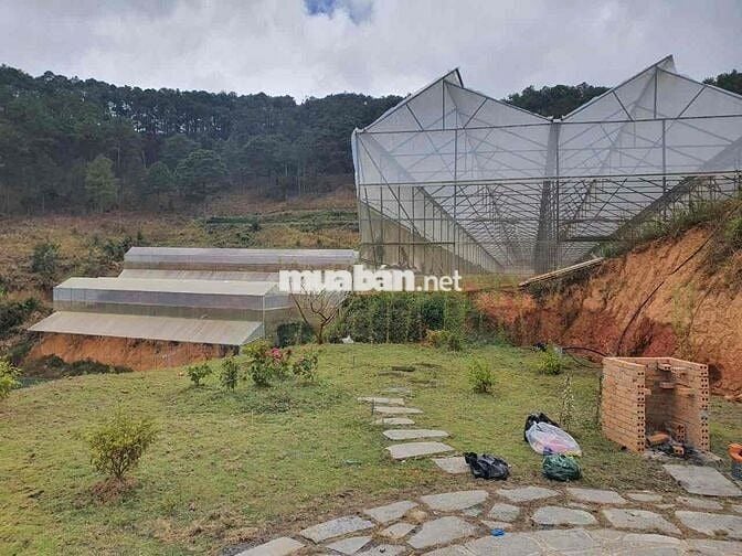 Cắt lỗ lô 1032m2 tiện phân lô view đẹp săn mây Đà Lạt công chứng ngay