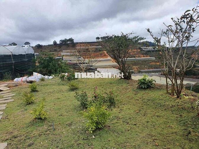 Cắt lỗ lô 1032m2 tiện phân lô view đẹp săn mây Đà Lạt công chứng ngay