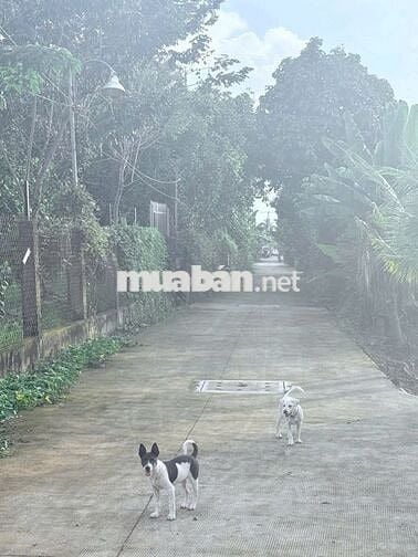 Cần bán gấp mảng đất 3 mặt tiền view sông, giá chỉ 15tr/m2