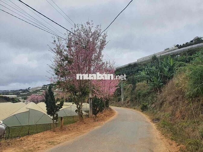 Cắt lỗ lô 1032m2 tiện phân lô view đẹp săn mây Đà Lạt công chứng ngay