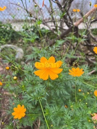 Căn hộ Bungalow cho gia đình – sân vườn rộng, chỗ đậu xe