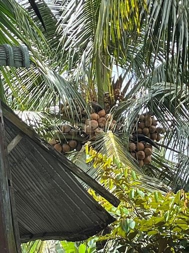 Căn hộ Bungalow cho gia đình – sân vườn rộng, chỗ đậu xe