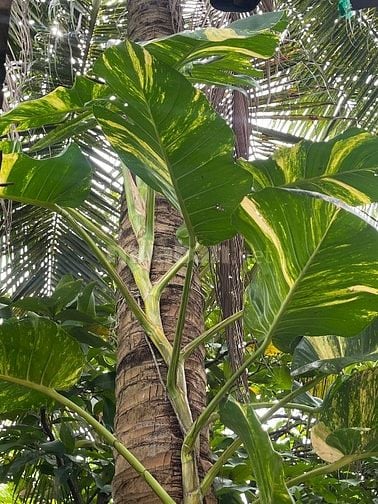 Căn hộ Bungalow cho gia đình – sân vườn rộng, chỗ đậu xe