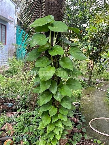 Căn hộ Bungalow cho gia đình – sân vườn rộng, chỗ đậu xe