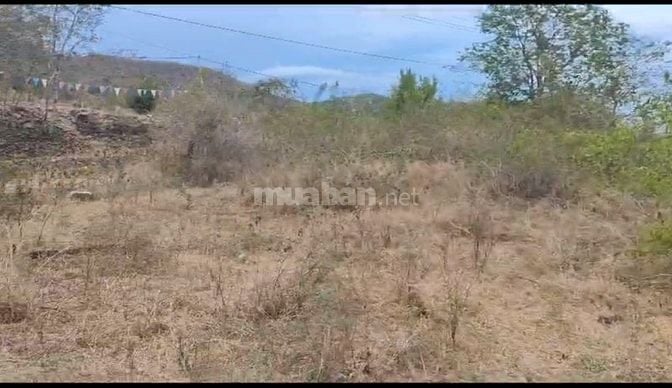 BÁN ĐẤT GIÁ RẺ 2.000m² – CAM PHƯỚC ĐÔNG, TP. CAM RANH, KHÁNH HÒA 