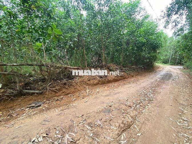 BÁN 1002M2 ĐẤT CÓ 13M MẶT TIÊN HIỂN THỊ,DÂN CƯ XUNG QUANH VỚI GIÁ 600T