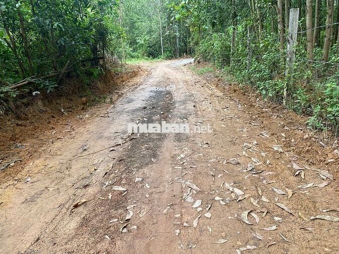 BÁN 1002M2 ĐẤT CÓ 13M MẶT TIÊN HIỂN THỊ,DÂN CƯ XUNG QUANH VỚI GIÁ 600T