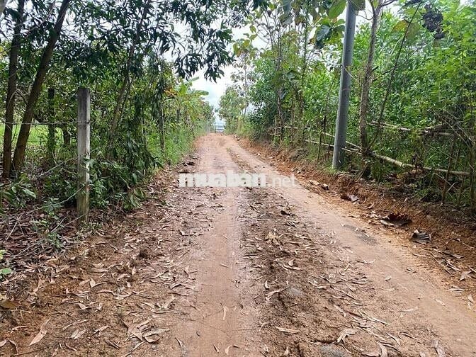 BÁN 1002M2 ĐẤT CÓ 13M MẶT TIÊN HIỂN THỊ,DÂN CƯ XUNG QUANH VỚI GIÁ 600T