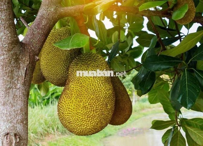 TẶNG NHÀ THÔ KÈM VƯỜN MÍT KHI MUA LÔ ĐẤT 1500M2 + 500M2 ( Kề Suối )