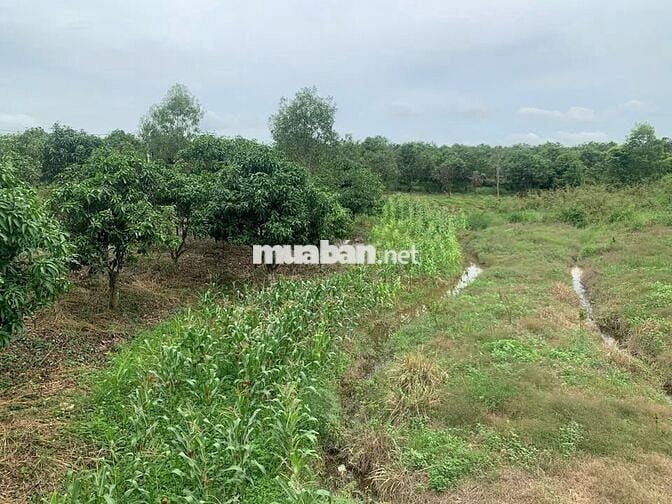 TẶNG NHÀ THÔ KÈM VƯỜN MÍT KHI MUA LÔ ĐẤT 1500M2 + 500M2 ( Kề Suối )