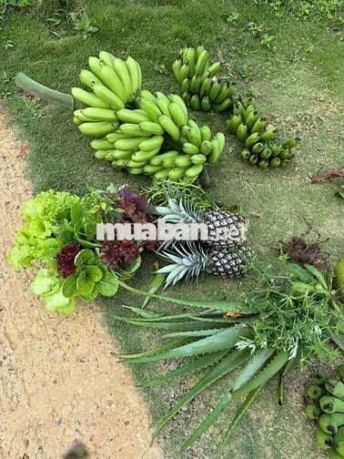 Một vườn đồi 1200m² yên bình ở Đồng Nai, nơi “hương mùa vương áo" 🌿