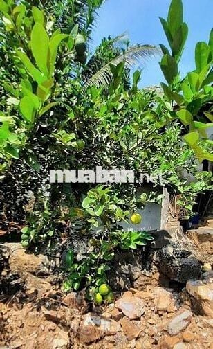 Một vườn đồi 1200m² yên bình ở Đồng Nai, nơi “hương mùa vương áo" 🌿