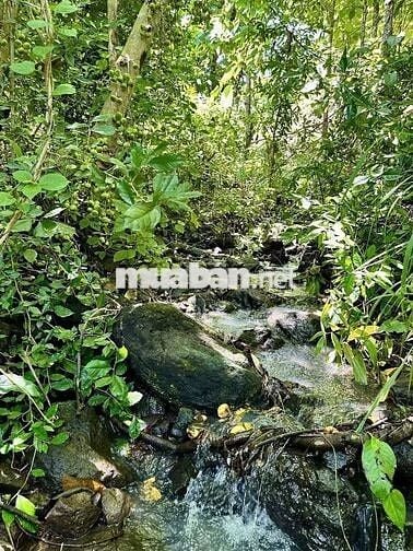 🏞️ Săn mây giữa Định Quán – Vườn giáp suối 1005m² view hồ Trị An 🌿