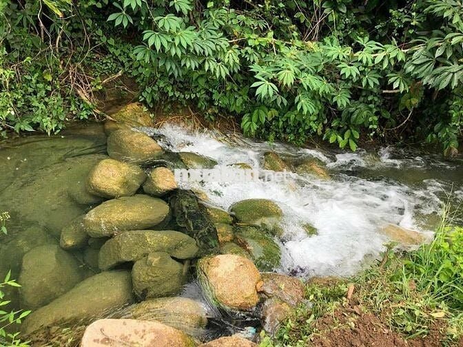 🌿Vườn đồi 2400m² Đồng Nai, Không gian sống xanh yên bình chỉ 850tr/sào