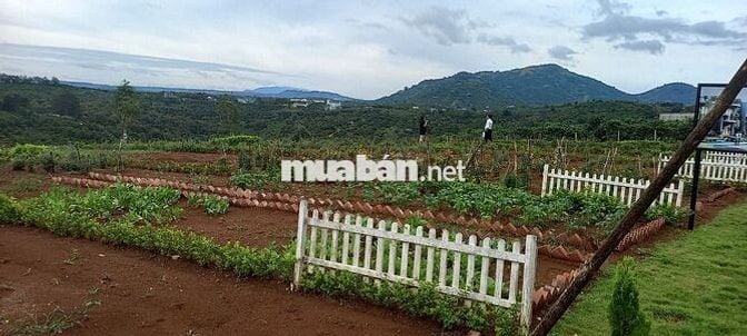 BÁN CẮT LỖ CĂN HOMES STAY Ở DI LINH,CÁCH NÚT GIAO CT 2KM DT300M2/890TR