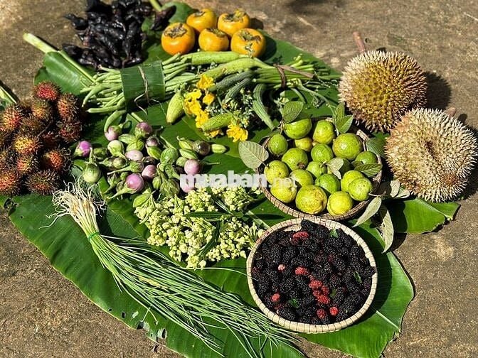 🌿Vườn đồi 2400m² Đồng Nai, Không gian sống xanh yên bình chỉ 850tr/sào