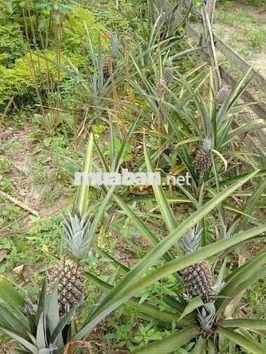 🌿Vườn đồi 2400m² Đồng Nai, Không gian sống xanh yên bình chỉ 850tr/sào