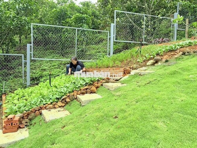 🌿Vườn đồi 2400m² Đồng Nai, Không gian sống xanh yên bình chỉ 850tr/sào